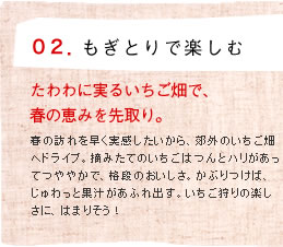 02.もぎとりで楽しむ たわわに実るいちご畑で、春の恵みを先取り。