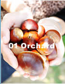 01 Orchard